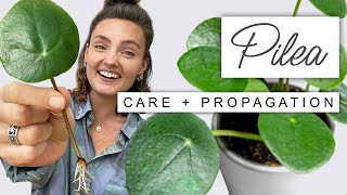 Tips And Tricks For Pilea Peperomiodes 🌱 CHINESE MONEY PLANT Propagation Guide [upl. by Ellecram245]