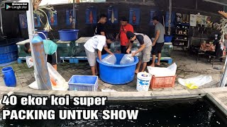 IKAN SULTAN  PACKING IKAN KOI UNTUK SHOW DI RONY KOI FARM LUMAJANG [upl. by Loss144]