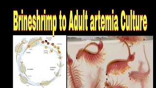 how to raise brine shrimp to adults  Tamil [upl. by Newo706]