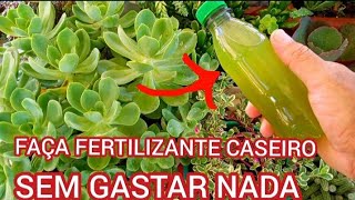 FERTILIZANTE INCRÍVEL CASEIRO para PLANTAS e SUCULENTAS [upl. by Douglas]