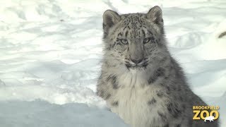 Everest Snow Leopard Cub Playing in the Snow [upl. by Foote118]