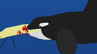 Orca vs Great White Shark Part 1 [upl. by Adas]