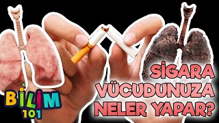 Sigaranın Vücudumuza Etkisi ve Zararları Nelerdir [upl. by Herrle]