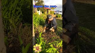 🌼 Removing “Diosma” gardening gardentools weeding daisy [upl. by Maire103]