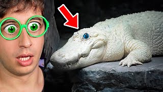 ESTE ANIMAL ES REAL 😨🐊 Cosas que NO sabías hace 5 minutos [upl. by Kcolttam]