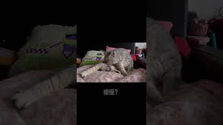 【Nice Day 奈斯的日常】腿控 猫 cat niceday shorts pets [upl. by Yelsgnik]