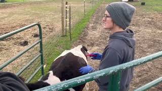 Bloat whistle aka trocar placement in a Holstein steer [upl. by Anael]