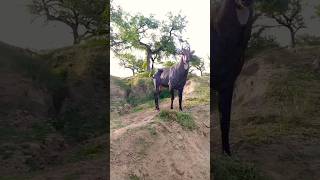 Nilgai Ki video nilgai nilgaijumping shortsviral shortsvideo shortfeed jungle jungle animals [upl. by Nesnar]