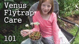 Venus Flytrap Care 101 Simple Steps How to Grow [upl. by Entsirhc]