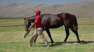 Next Big Star Watch This Yearling Colt Light Up the Track Lot 74 – Captain’s Lullaby x Rafeef [upl. by Burny]