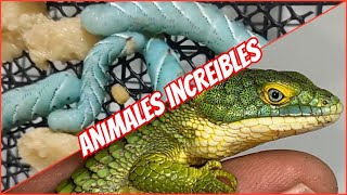 NACIMIENTOS DE LARVAS IMPOSIBLES 🤯 NUEVOS DRAGONCITOS 🐲🐲🐲 [upl. by Mcdonald]