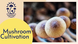 Mushroom Cultivation Tour How to Grow Mushrooms [upl. by Clymer955]