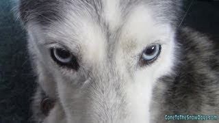 Shiloh being Shy And the dogs on ABC World NEWS Siberian Husky [upl. by Loree158]