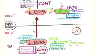 Parkinson’s Pharmacology  Neurology [upl. by Ylle]