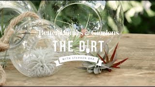 How To Grow and Care For Airplants  The Dirt  Better Homes amp Gardens [upl. by Rex905]