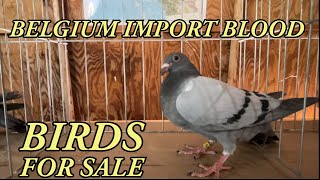 Selling Belgium Import pigeons Jos Thone Blood [upl. by Othelia58]