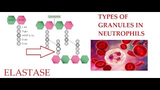 L28 Function of Elastase Granules in Neutrophils [upl. by Ettelimay788]