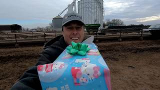 Cows get a robotic ball for Christmas [upl. by Joses164]