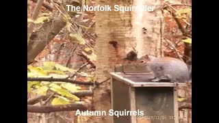 Autumn Squirrels [upl. by Atiuqel]