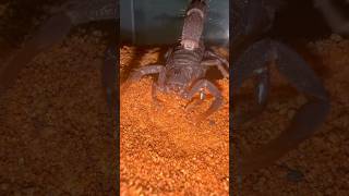 African Hairy thicktailed scorpion scorpion exotic wildlife deadly [upl. by Niroc686]