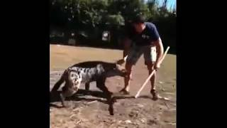 MAN BECOMES BEST FRIENDS WITH A SPOTTED HYENA [upl. by Meghan]