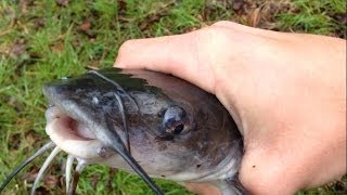 How to Set a Limb Line for Catfish [upl. by Fionnula]