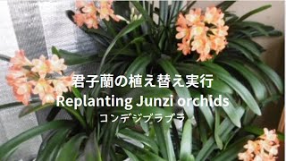 May 19 2024 君子蘭の植え替え実行 Replanting Junzi orchids [upl. by Annavas873]