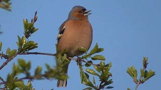 Chaffinch singing II [upl. by Richia]