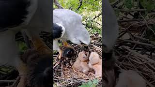 Adorable BlackWinged Kite Bird Babies A Peek into Natures Nursery 🦉🌿 [upl. by Ayanahs369]