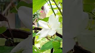 Bauhinia acuminata plant shortsvideo [upl. by Sammons598]