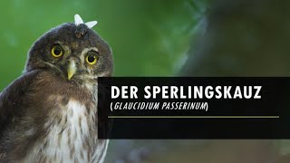 Der Sperlingskauz  Steckbrief  Die Eulen Europas [upl. by Manus]