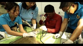 Doc Nielsen Donato treats rare Cantor softshelled turtle in Cagayan [upl. by Dominus]