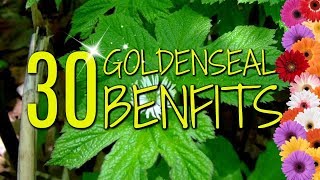 Goldenseal Benefits  30 Practical Uses amp Benefits [upl. by Adnov]