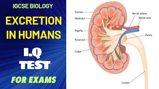 IGCSE BIOLOGY QUIZ ON EXCRETION IN HUMANS AND KIDNEY [upl. by Holsworth]