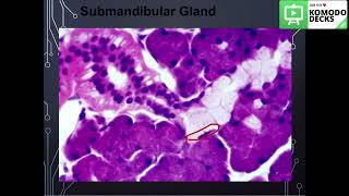 Salivary glandshistology practical part 2 [upl. by Ijar]