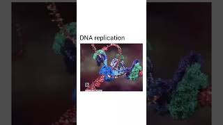 dna replication [upl. by Thorstein]