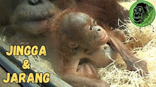 Baby Orangutan Jarang and Carrying Baby On Mothers Foot [upl. by Nogras]