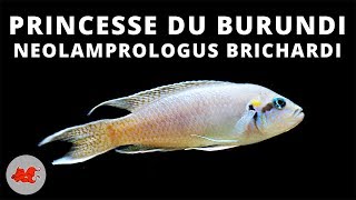 Princesse du Burundi  Neolamprologus brichardi ✔ [upl. by Acenahs601]