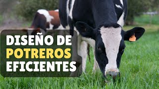 🚨 COMO DICEÑAR UN POTRERO EFICIENTE ✅️ Claves para un Manejo Exitoso [upl. by Odareg]