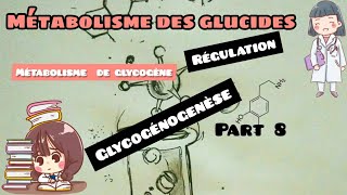 métabolisme des glucides  glycogénogenèse régulation du métabolisme du glycogène part 8 [upl. by Hsirt]