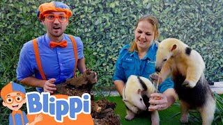 Blippis Summer Camping Sleepover at the Safari Park Zoo  Educational Videos for Kids [upl. by Cornelie874]