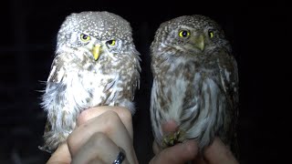 Kulíšek nejmenší Glaucidium passerinum Eurasian pygmy owl Sperlingskauz Воробьиный сыч [upl. by Brooke]