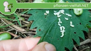 Kleines Schneeglöckchen  FrüchteSamen  010518 Galanthus nivalis  giftige Wildpflanzen [upl. by Acire]