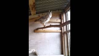 Siberian Eagle Owl Hooting [upl. by Rednav]