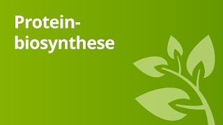 Proteinbiosynthese – Vergleich von Prokaryoten und Eukaryoten  Biologie [upl. by Frasch956]