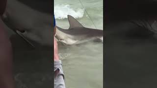 Large shark caught on fishing rod in Destin Florida [upl. by Stichter492]