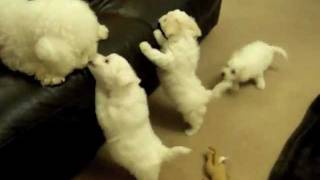 Poppys 7 Week Old Bichon Puppies  mybichoncouk [upl. by Halimak416]