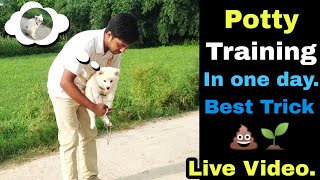 Potty training of puppy or dog in just one day 💩😲 [upl. by Eneleahs531]