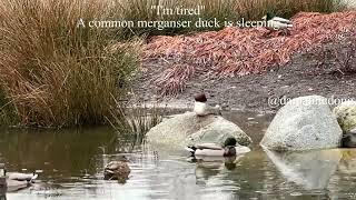 A common merganser duck is sleeping [upl. by Nirihs]