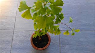 Ginkgo  Anzucht des Lebensbaumes [upl. by Brig]